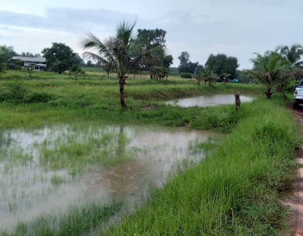 1932864777_raininricefield01.jpg.58205095c36a665d4d95e4fb506a72cb.jpg