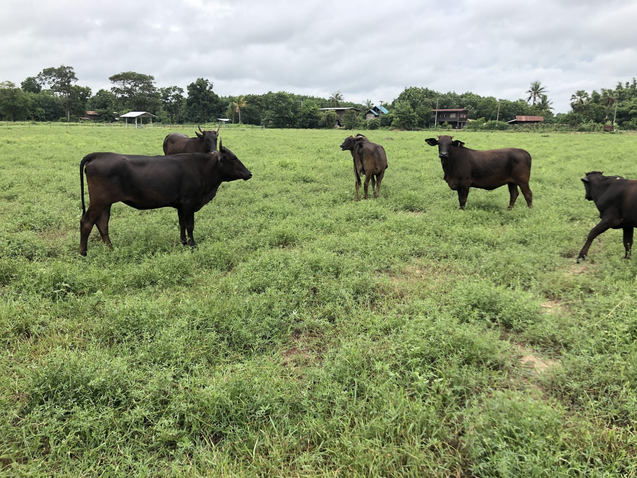 Yasothon July 2020 Wagyu X Brahman Heifers grazing Mulato II Ubon stylo mix pasture.jpg