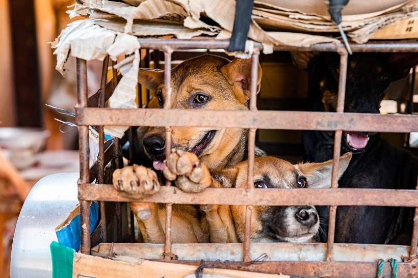 2020-07-08T090836Z_1_LYNXMPEG670N3_RTROPTP_4_CAMBODIA-DOGMEAT.JPG