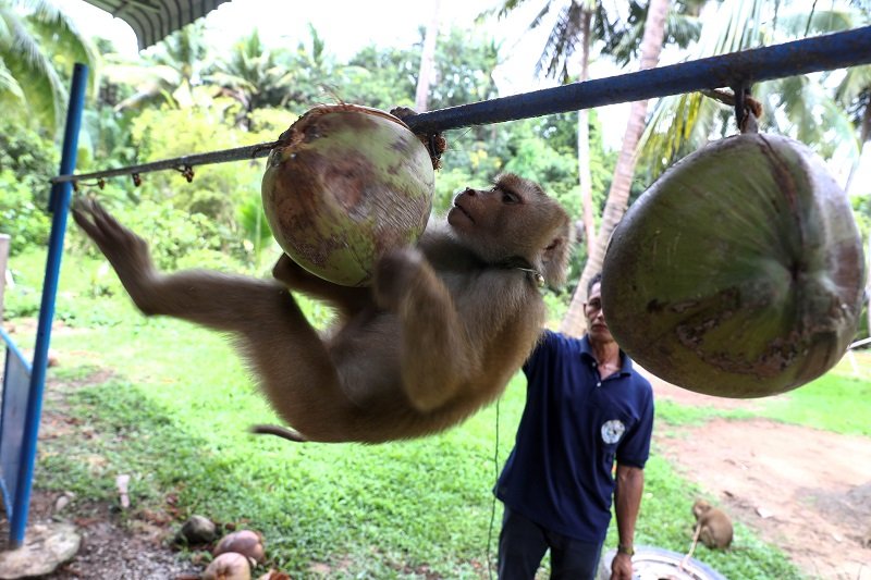 2020-07-11T190936Z_4_LYNXNPEG6A05N_RTROPTP_4_BRITAIN-RETAIL-MONKEY-LABOUR-THAILAND.JPG