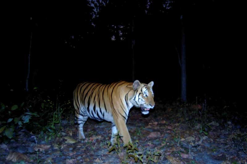 2020-07-28T171505Z_1_LYNXNPEG6R1ED_RTROPTP_4_THAILAND-TIGERS.JPG