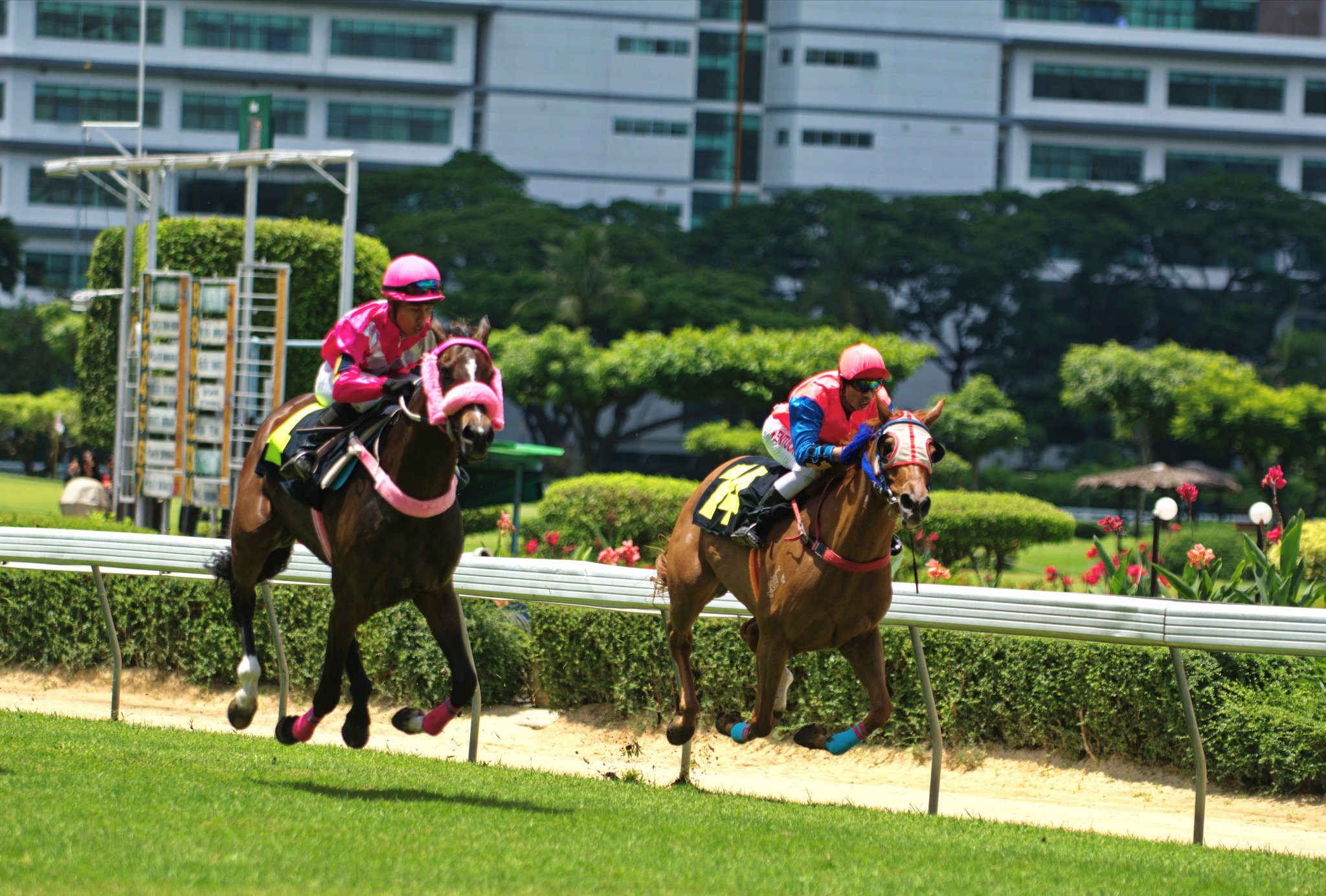 horse running 2.jpg