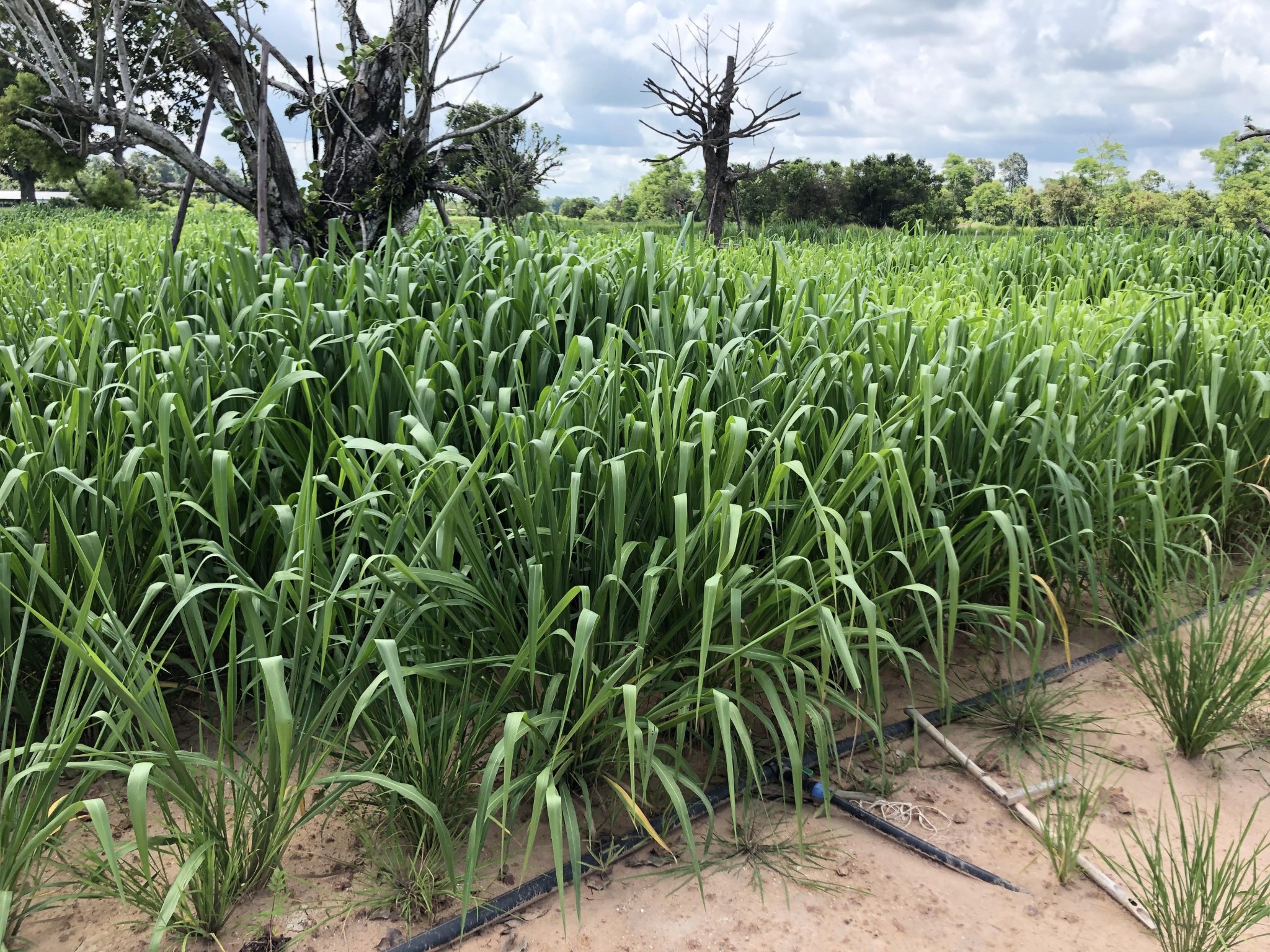 Kungwans goat farm 2020 July 3.jpg