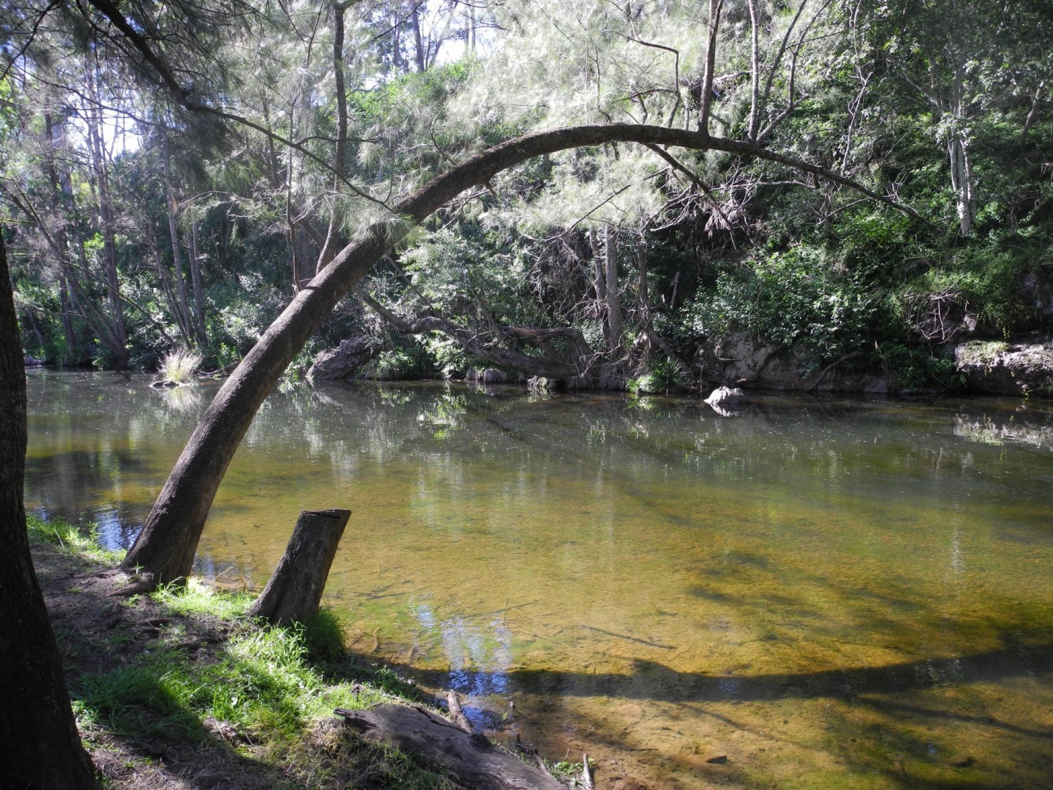 2146670261_Odyleaningtree.thumb.jpg.c19c7ad117bff3b8bda610175e46a68b.jpg