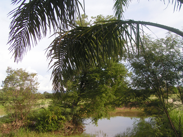 424384770_leaningtree01.png.f6c76340912e6800889da85fe046572d.png