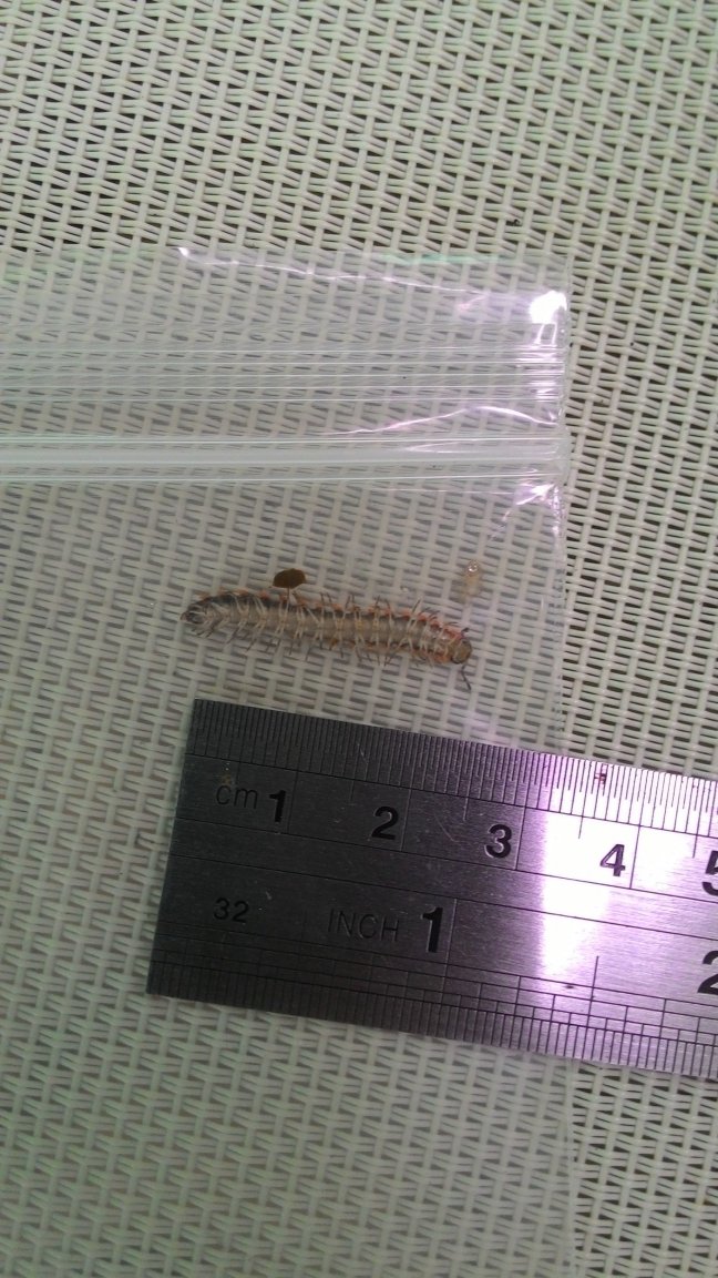 1centipede 004.jpg