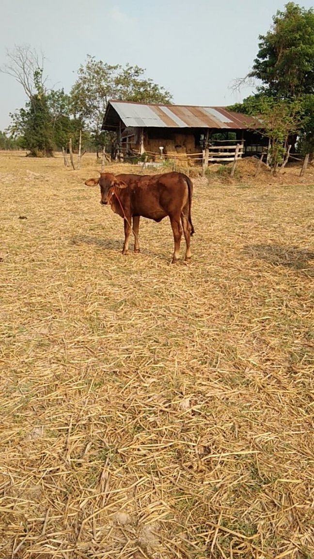 Red cow calf 31.03.2020.jpg