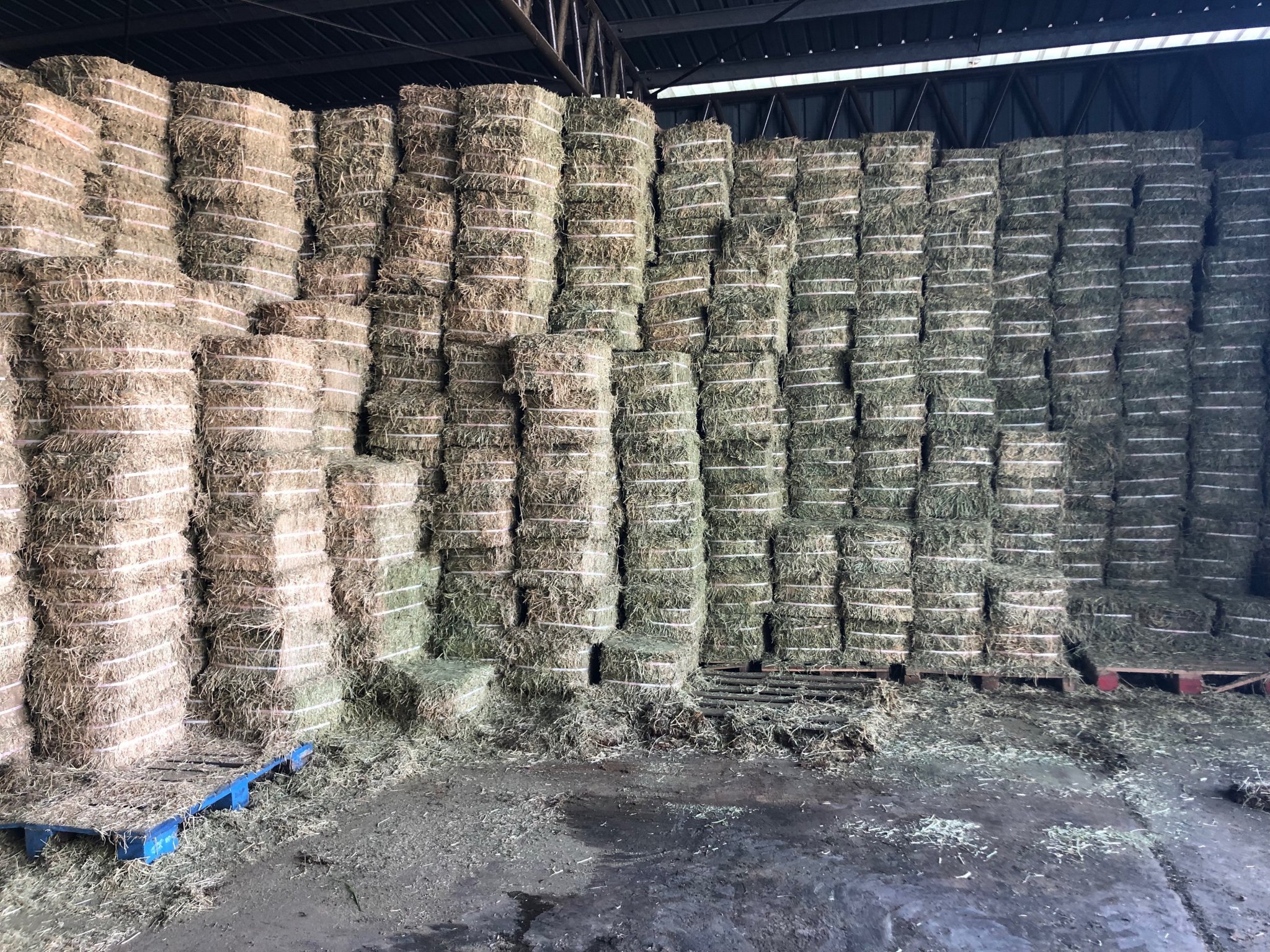 Alfafa hay in Sabah.JPG