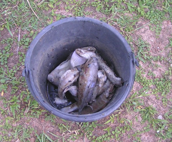 943280702_numberonedeadfishinbucket01.jpg.9fba1adca51ef68c35f84be5cf5f8ff7.jpg