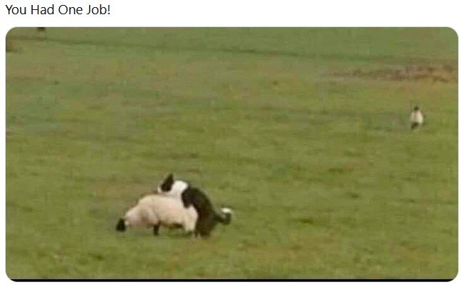 OneJOb_SheepDog.jpg.8f3a9bf35e1c89f205a84e70f0fb7288.jpg
