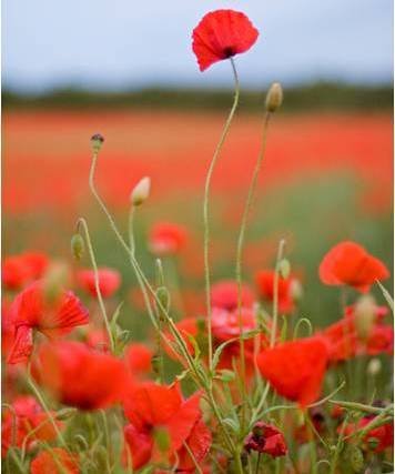 tall-poppy.jpg.90a294d5e421d0e6e0d6d3a3c344ca2e.jpg