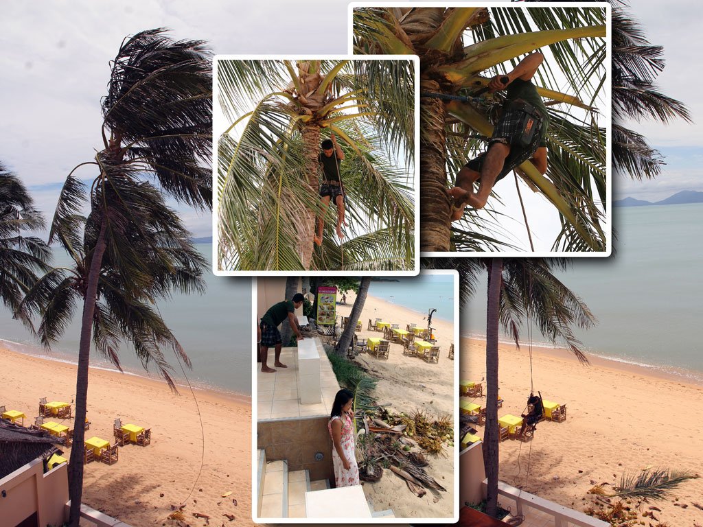 707769191_316)wIMG_4636_coconut-monkey.jpg.c8572494b62ff2418d773ed803ae7163.jpg