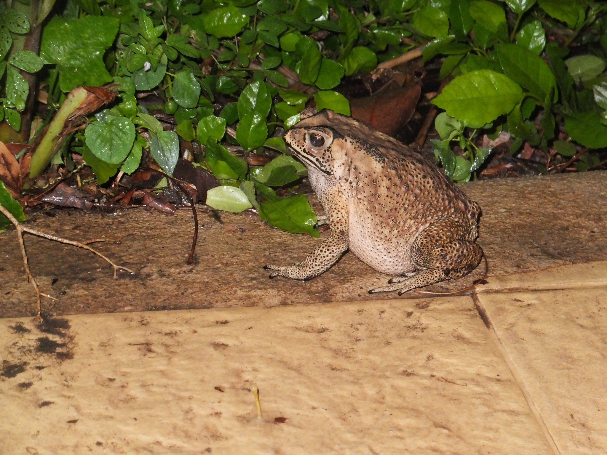DSCF5487.JPG