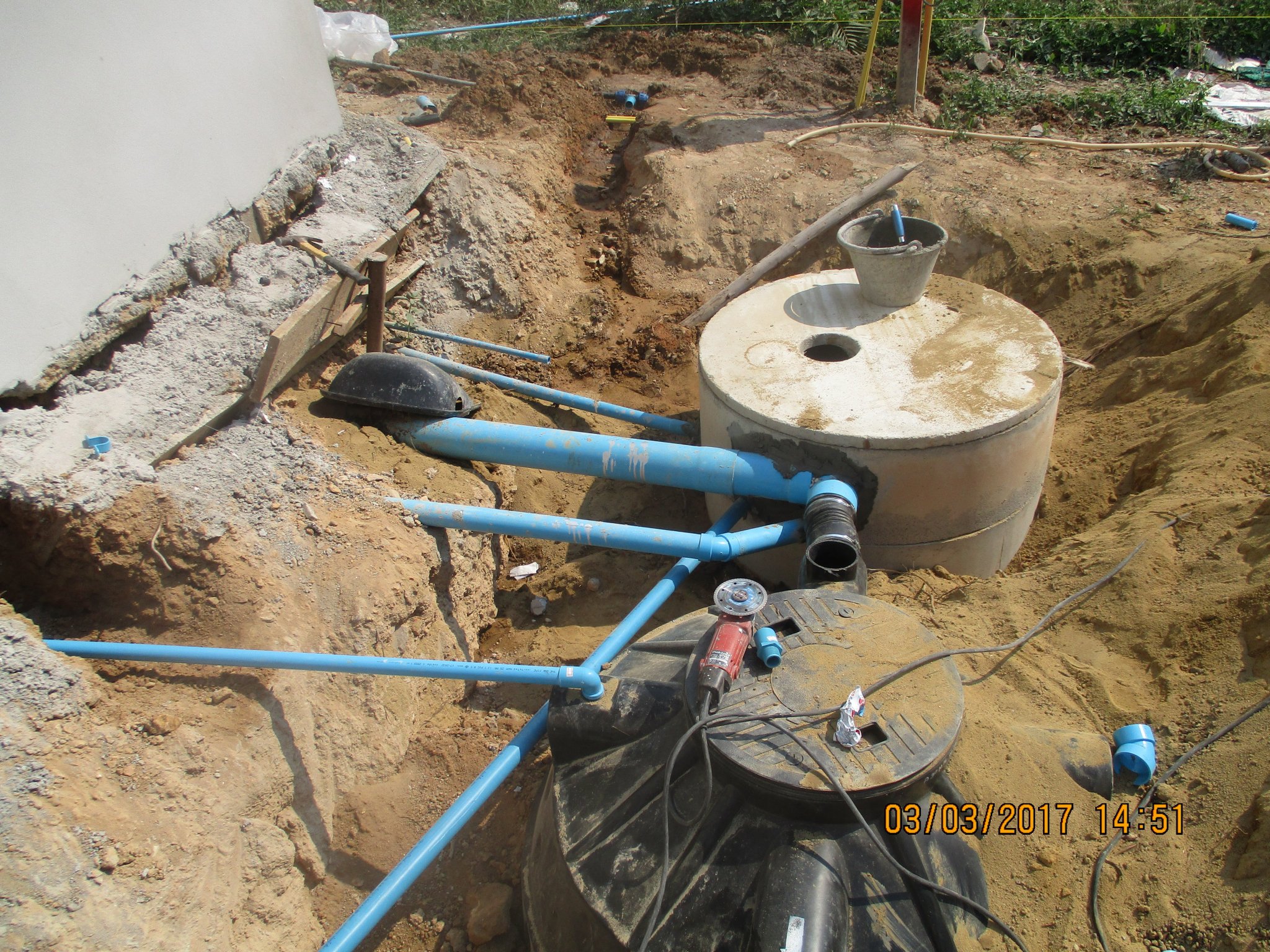 Symptoms That Your Tree Roots Are Into Your Septic System