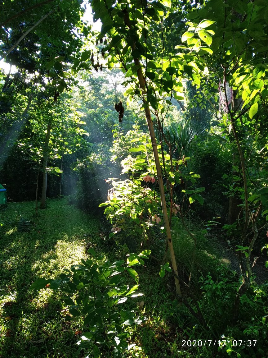 IMG_20200717_073800.jpg