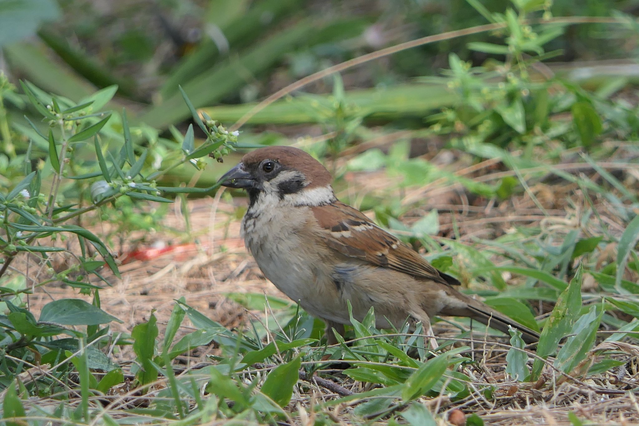 A simple sparrow