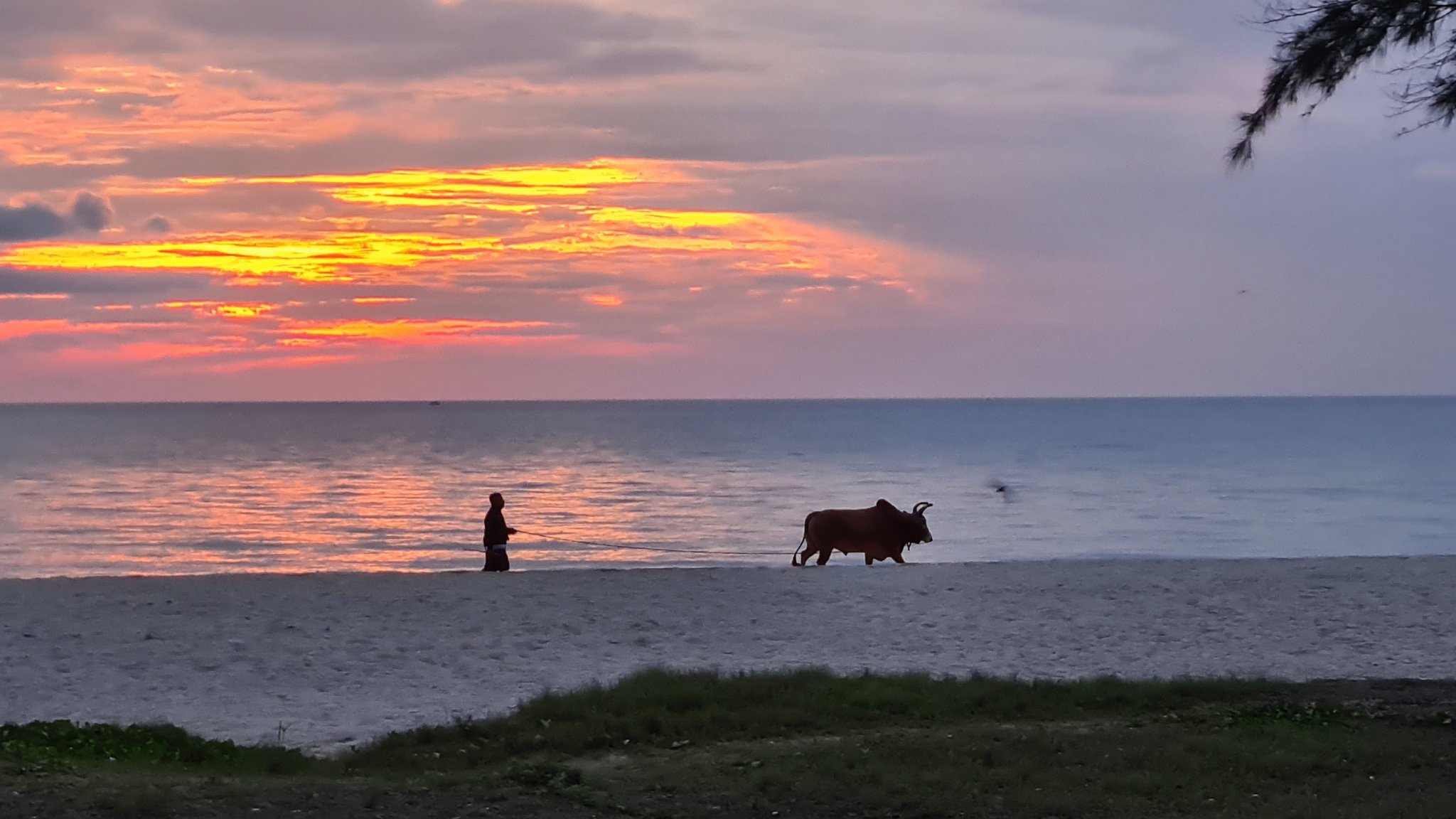 Walking_The_Cow_Samila_Beach_Songkhla_June_2020.jpg