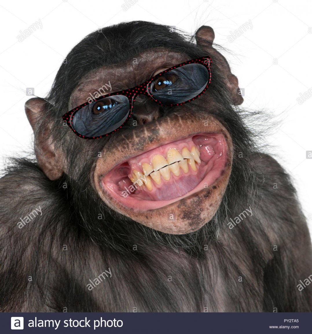 close-up-of-mixed-breed-monkey-between-chimpanzee-and-bonobo-smiling-8-years-old-PY2TA5.thumb.jpg.757256ce62c5fc4431d5c208ad1e288b.jpg