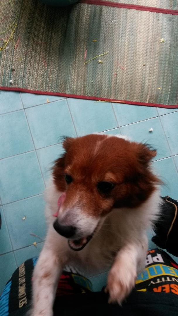 dawg.jpg.2550a3eba1c9725e7d9a53c40dc24772.jpg