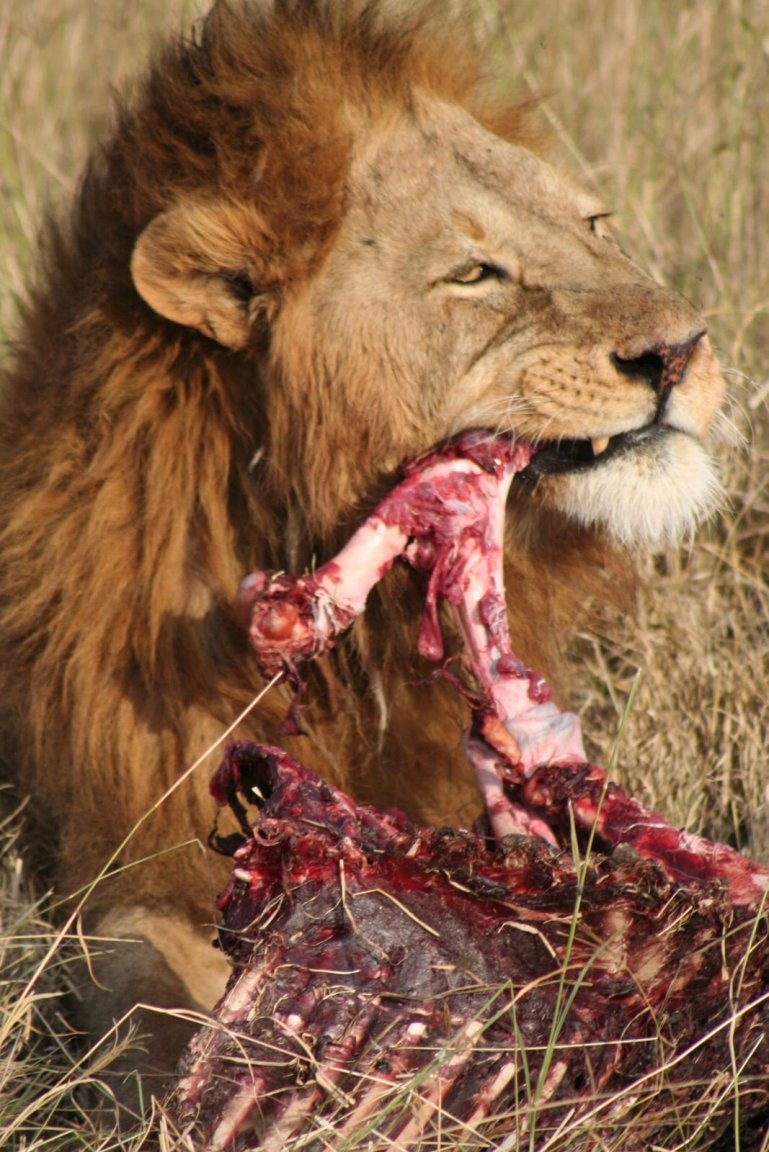 lion.thumb.jpg.20fe2566dae2567ba74a9e016f600edb.jpg