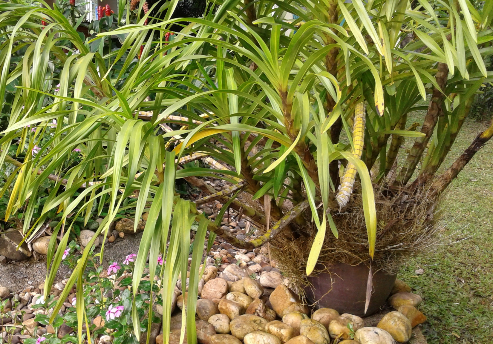 plant3.thumb.png.9812d6383beb01d690387812eb5ec3ae.png