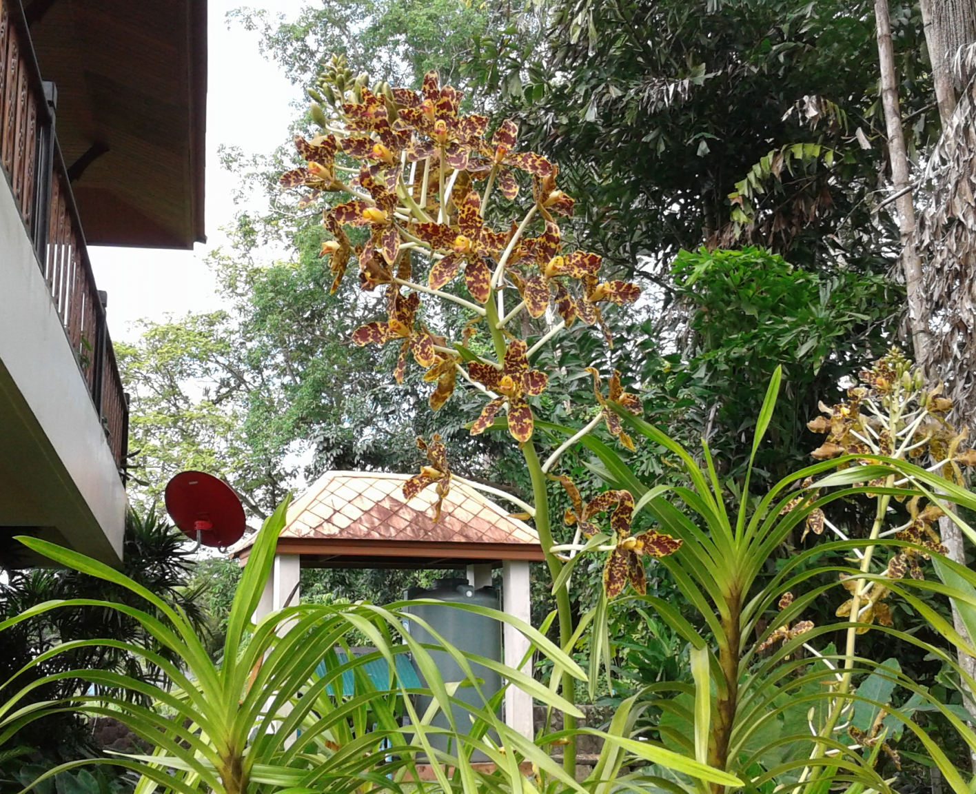 plant4.thumb.png.f5481a6026cba87a4bb30ad575361293.png