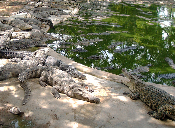 1104327879_lotsofcrocs.png.76048971a648ee5b48422c69cba62b54.png