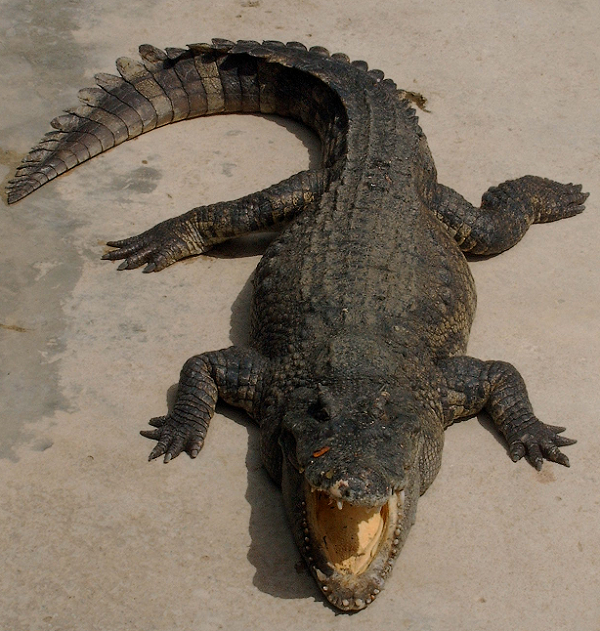 1176004370_Steadynowcroc.png.e0fc08030eff319b768a23c6f92a76cc.png