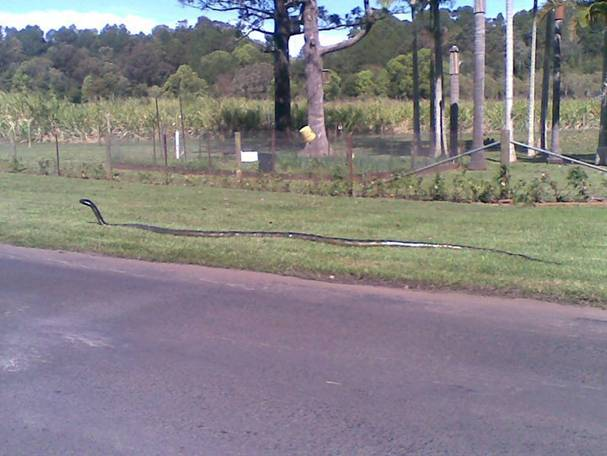 1658073172_bigsnake01.png.166cd4f28f2571c4075cdf2315db551b.png