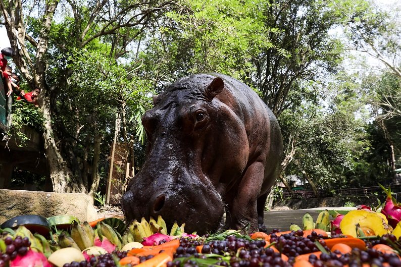 2020-09-08T112713Z_1_LYNXMPEG870Y1_RTROPTP_4_THAILAND-ZOO-HIPPOPOTAMUS.JPG