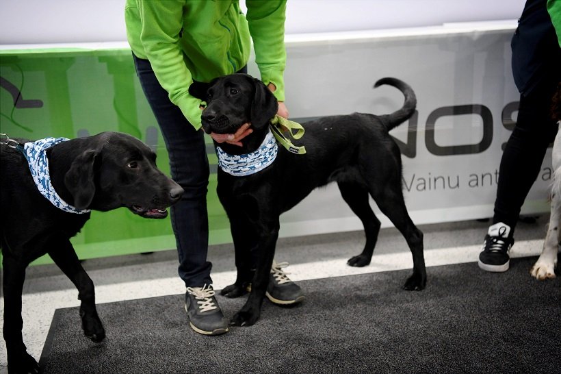 2020-09-24T091807Z_2_LYNXNPEG8N0OQ_RTROPTP_4_HEALTH-CORONAVIRUS-FINLAND-DOGS.JPG