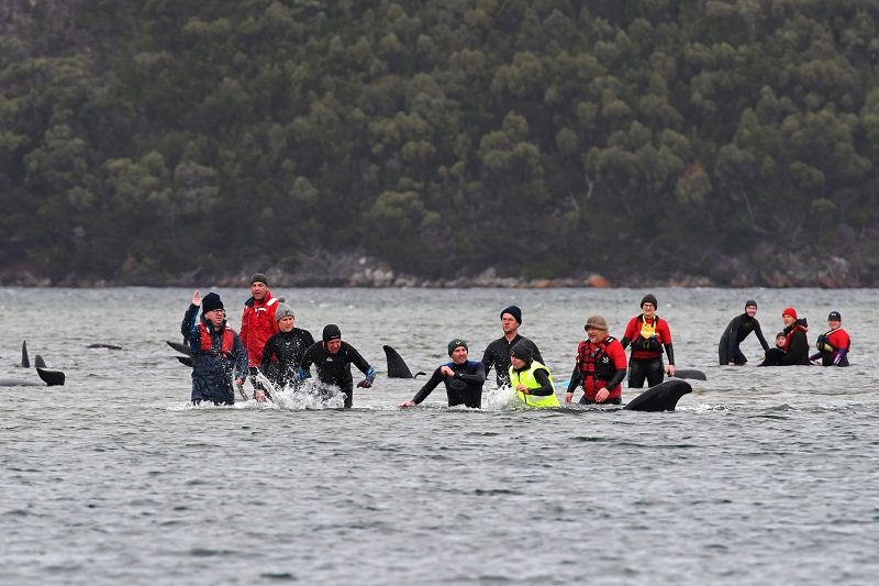 2020-09-26T070651Z_1_LYNXNPEG8P060_RTROPTP_4_AUSTRALIA-WHALES.JPG