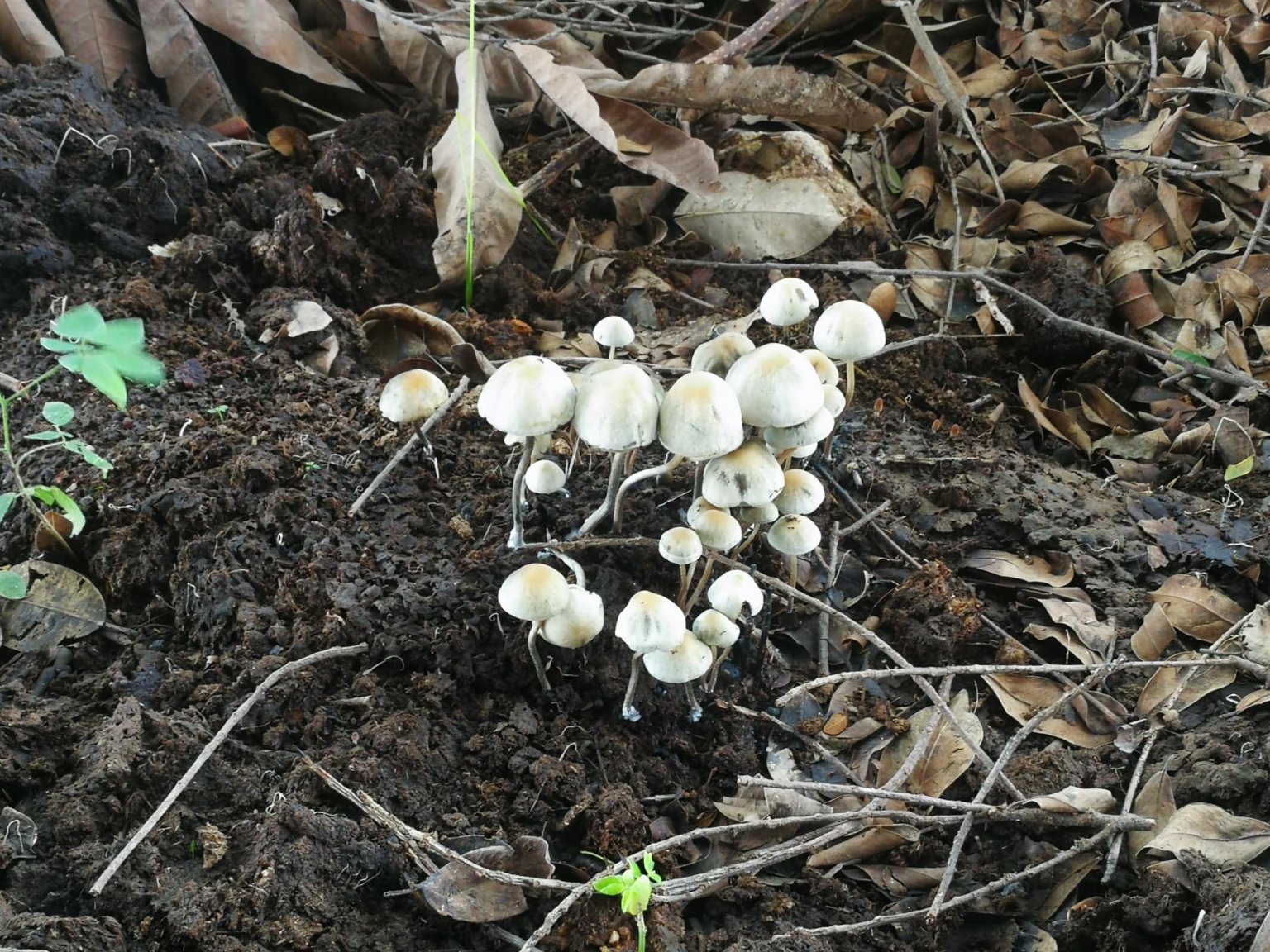 250596008_shrooms-buffaloshitvariety.thumb.jpg.dda7081614190eb4a9763abe1502f53f.jpg