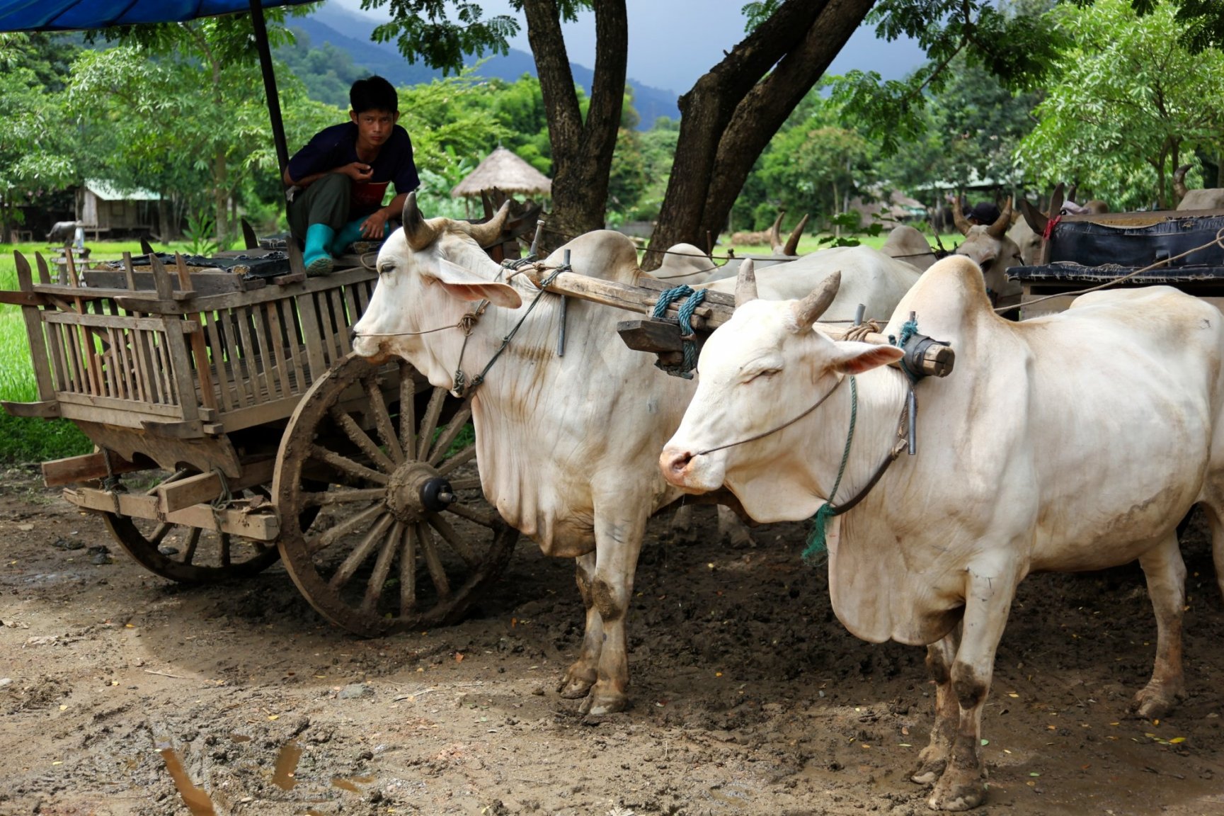 Oxen and Cart.jpg