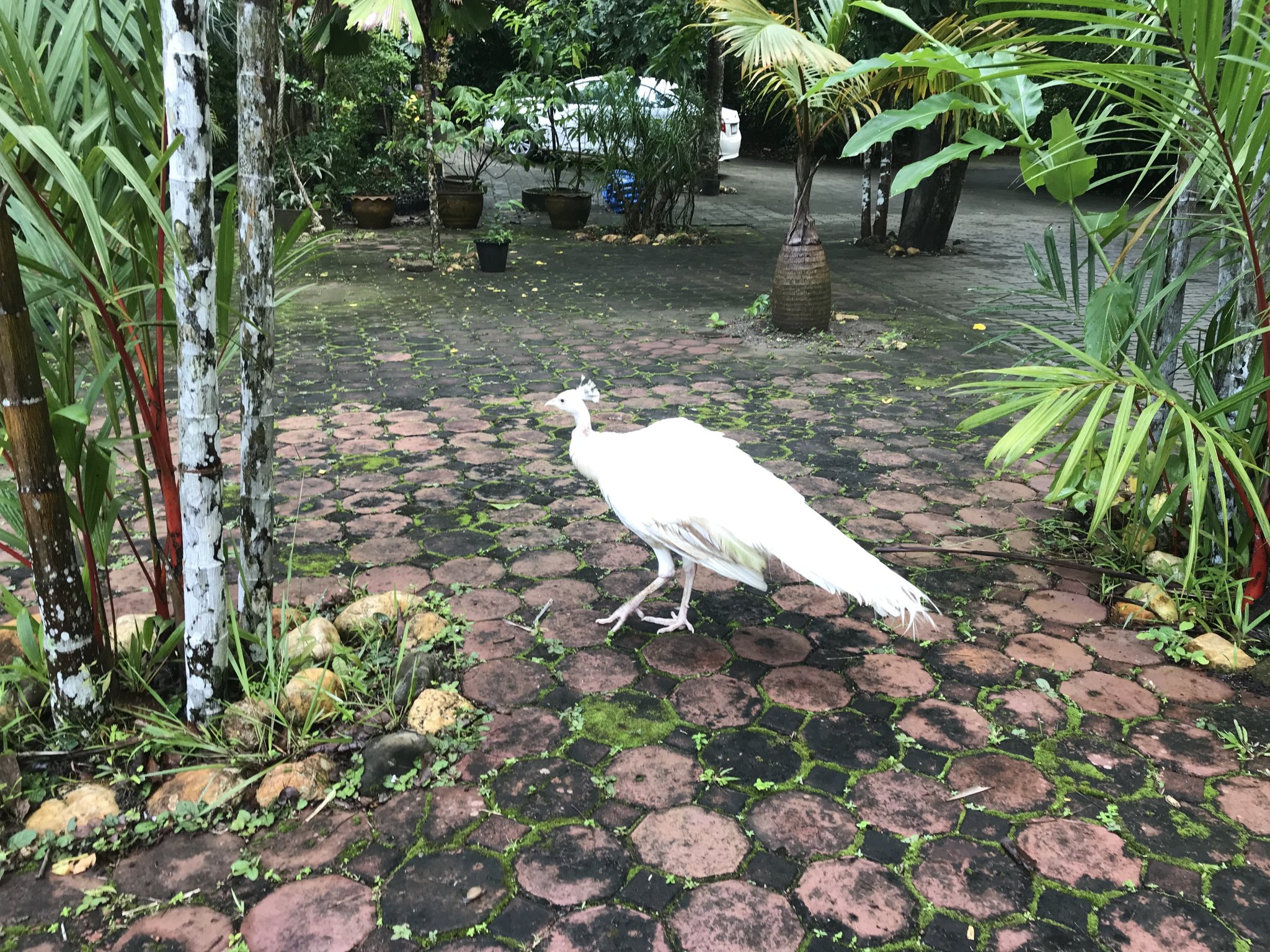 56CB1ED7-140D-4AD4-B910-0EDFAFD3EC19.jpeg