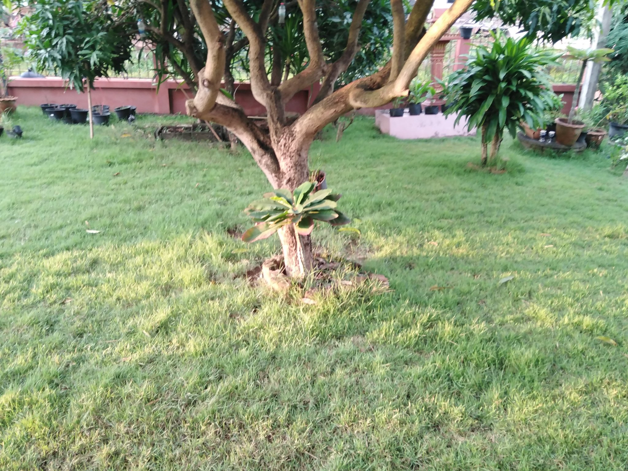 Mango tree.jpg