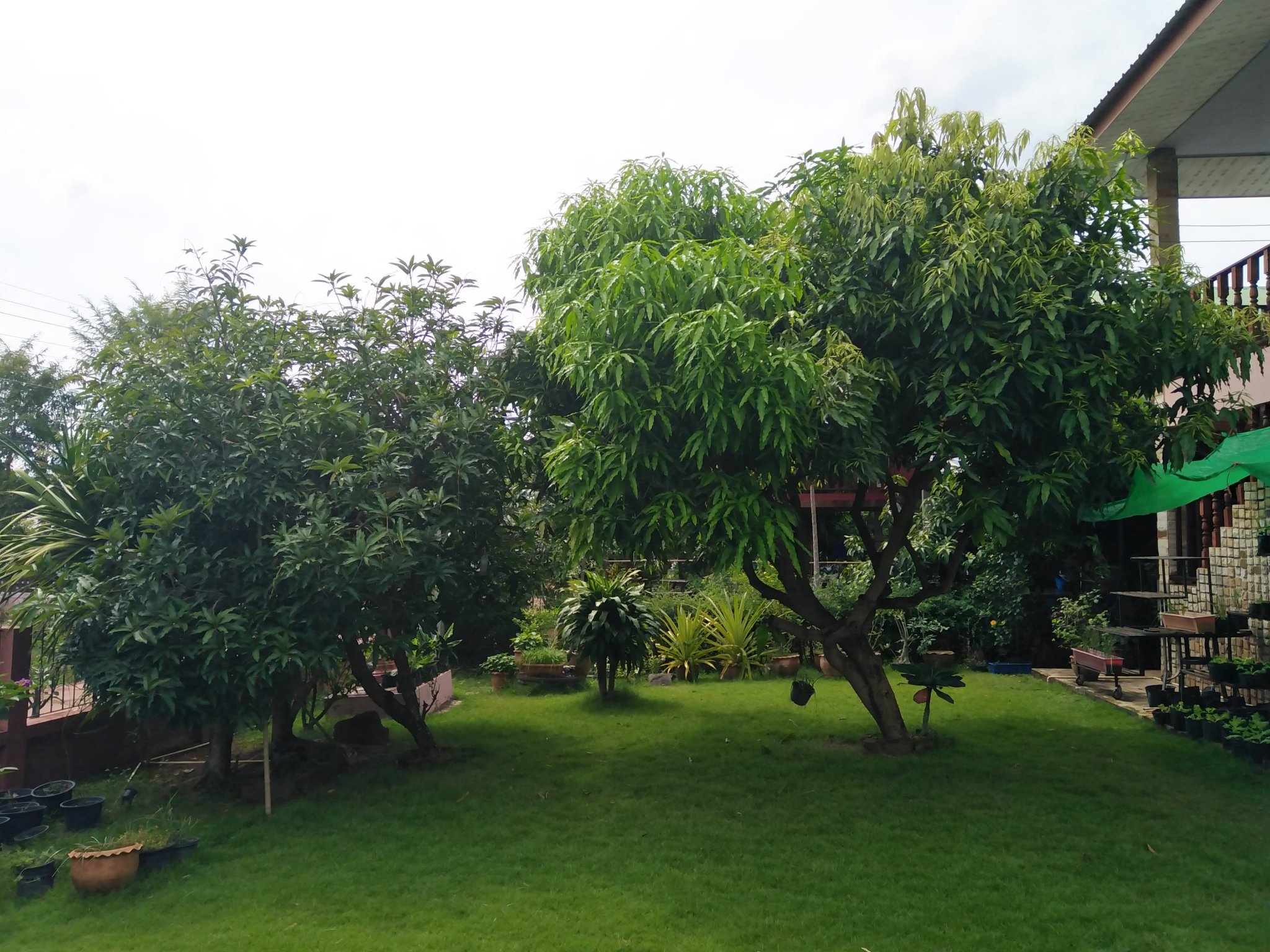 Mango trees.jpg