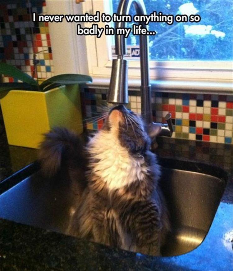 879109821_cattap.jpg.d0d180fcabbd29ff3b7179276f1294af.jpg