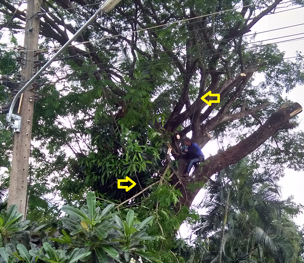 969407422_cutdowntree01.png.55a58460f026413bd210debbc3b4ed32.png