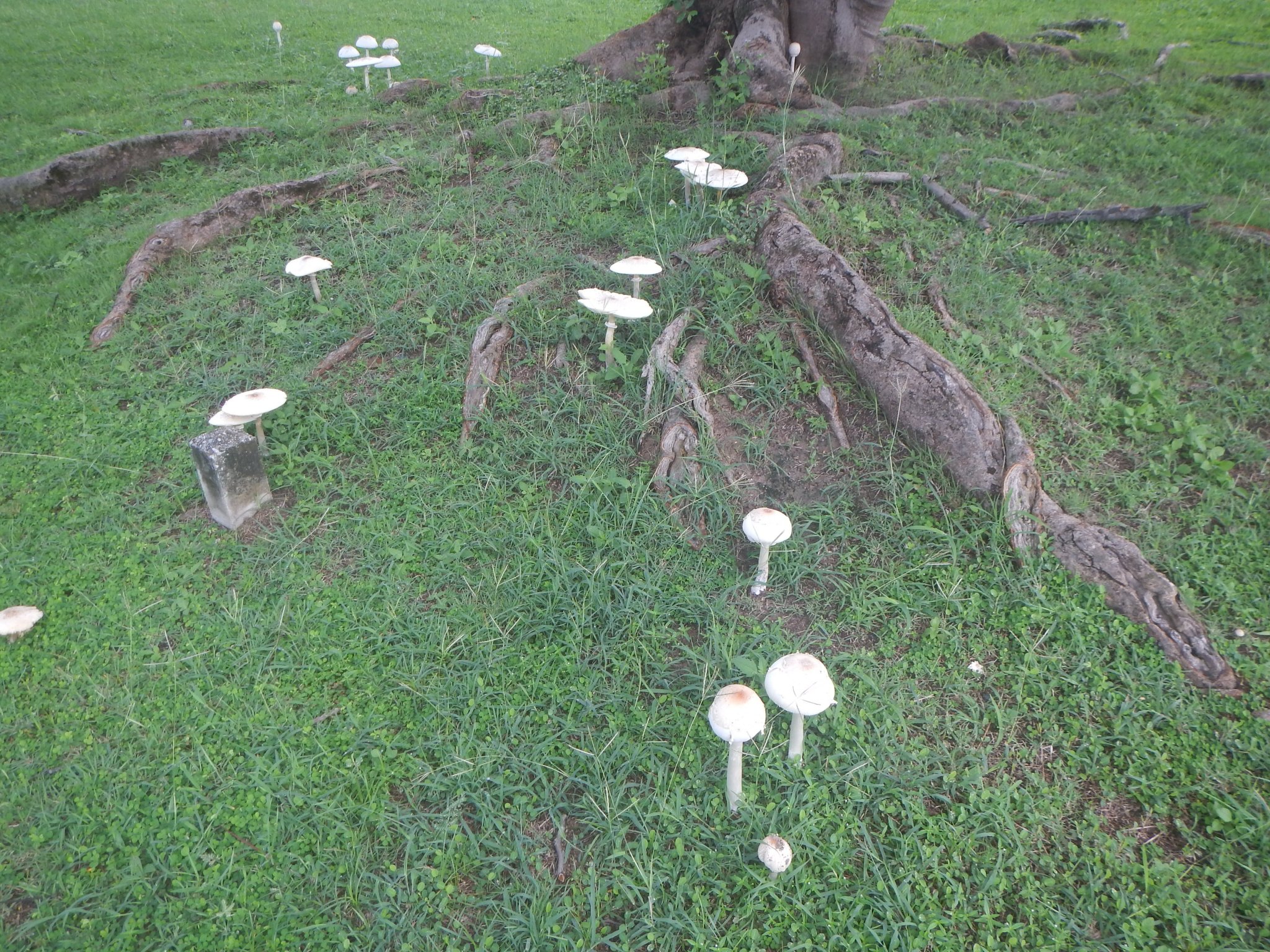 DSCN6817.JPG