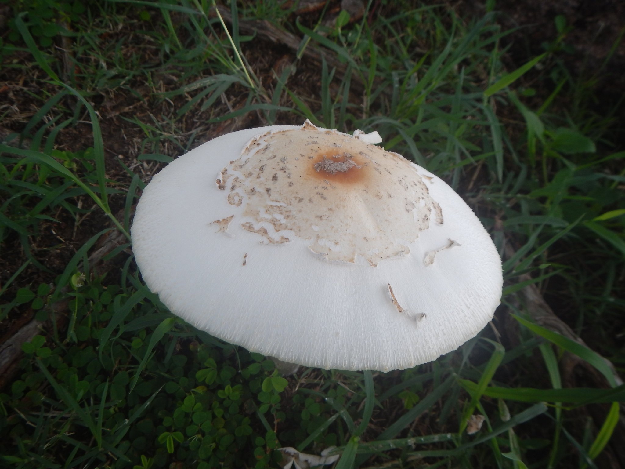 DSCN6818.JPG