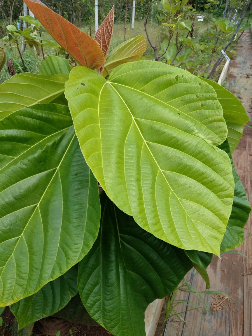 IMAG0771.jpg
