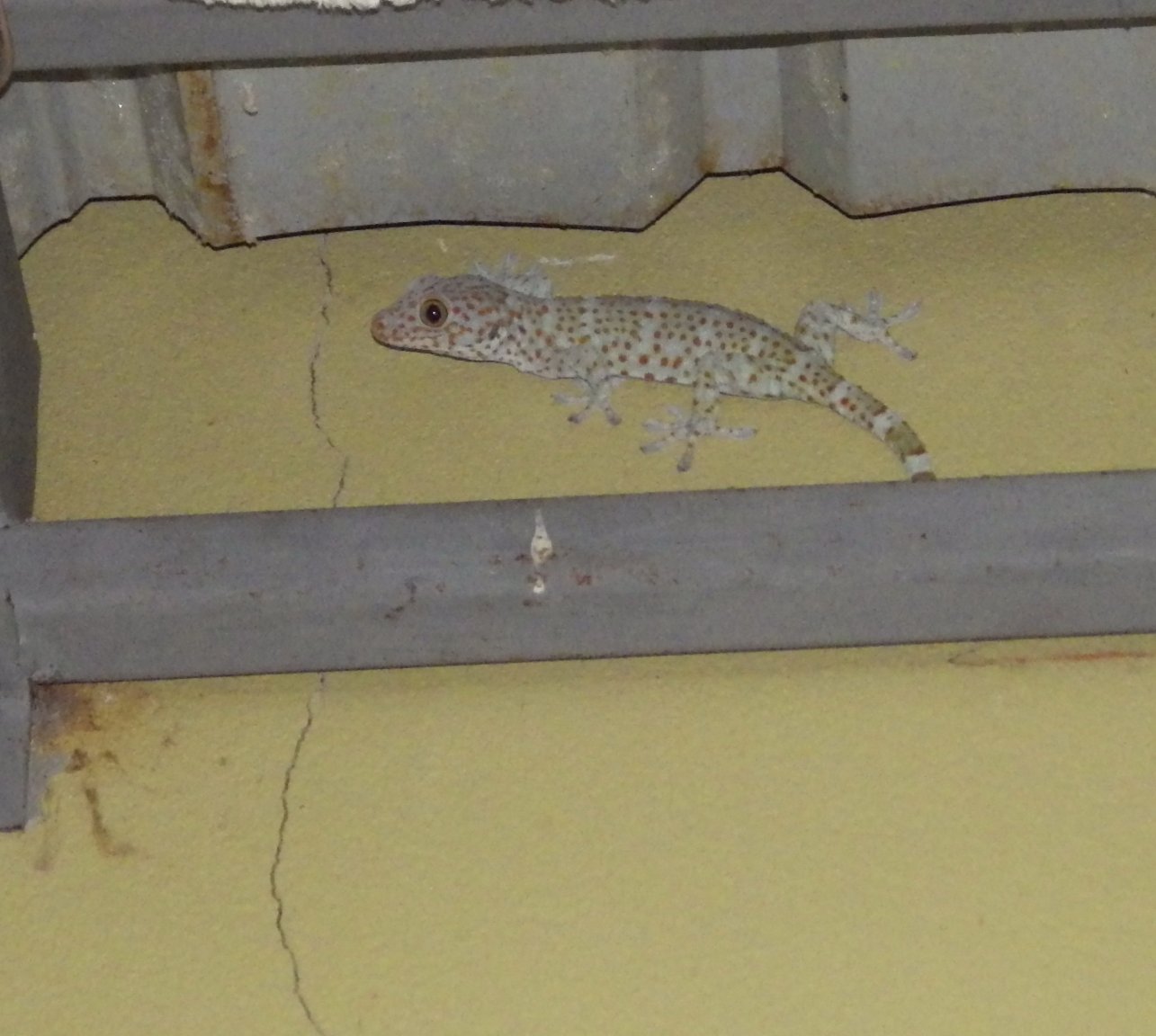 IMGP1269.JPG