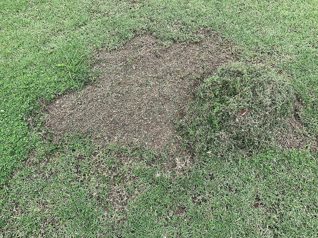 Lawn.R.jpg.76ce1832a78c0128cac0c86be755d2b6.jpg