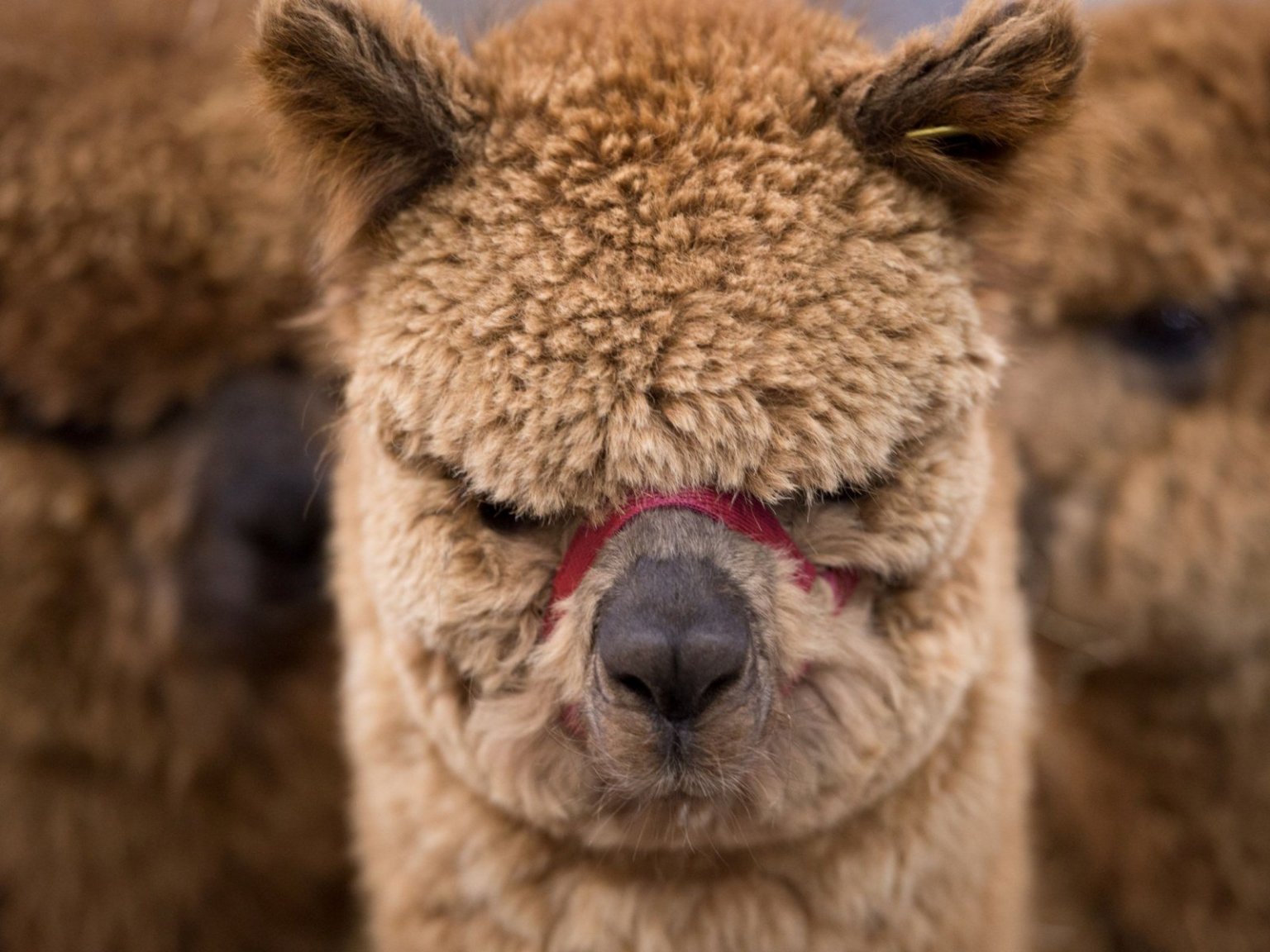 alpaca.thumb.jpg.95ddb24a34398b8c55e4d069cf81a754.jpg