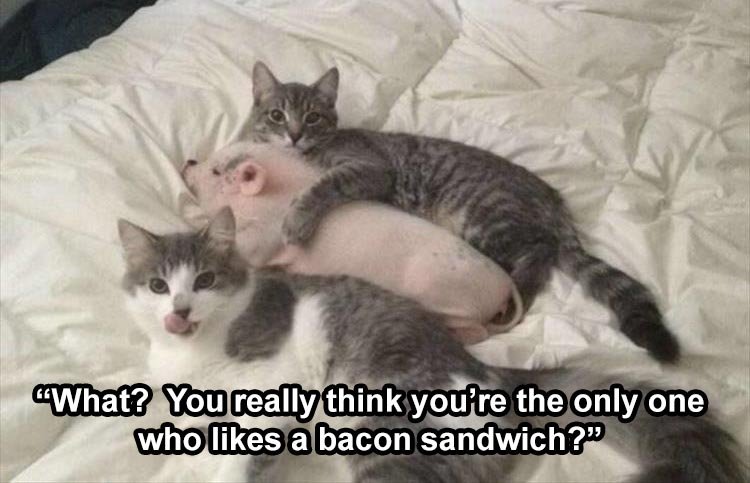 bacon.jpg.6efb48ab80a2d304801cde1db053be46.jpg