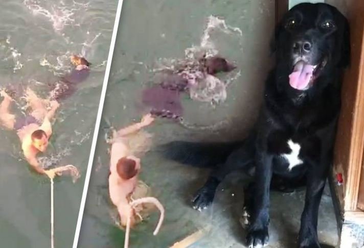 dog.JPG