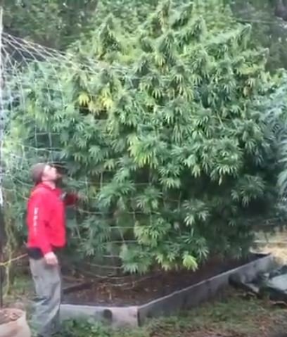 1113423674_ONEOFTHEWORLDSBIGGESTCANNABISTREEEVERGIANTBUDS-www.youtube.com---watch---vQd3NRVEMk50.jpg.63089b7e86b8498ecfd85b1da0b6d34d.jpg