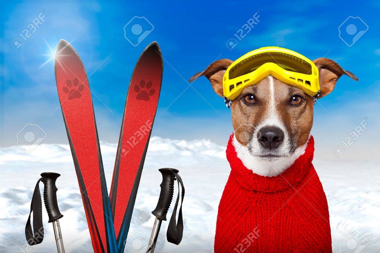 14912716-winter-dog-ski-snow.jpg.5444a2be75527a0261daed5235bca8fb.jpg