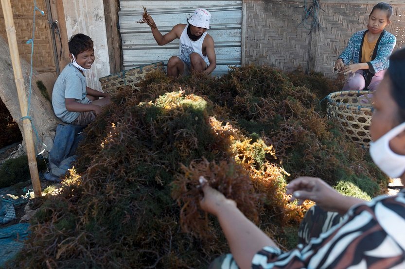 2020-10-01T035647Z_1_LYNXMPEG9030R_RTROPTP_4_HEALTH-CORONAVIRUS-INDONESIA-SEAWEED.JPG
